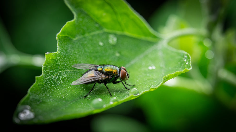 Trending Natural Approaches for Flea Prevention with Botanical Products