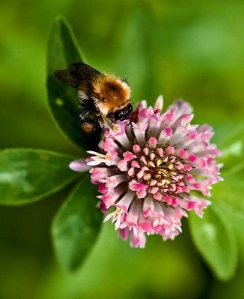 Guide to Eco-friendly Tick Prevention with Essential Oils