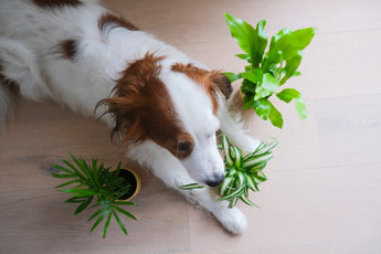 Transform Your Pet’s Diet with Renewable Mushroom Additions