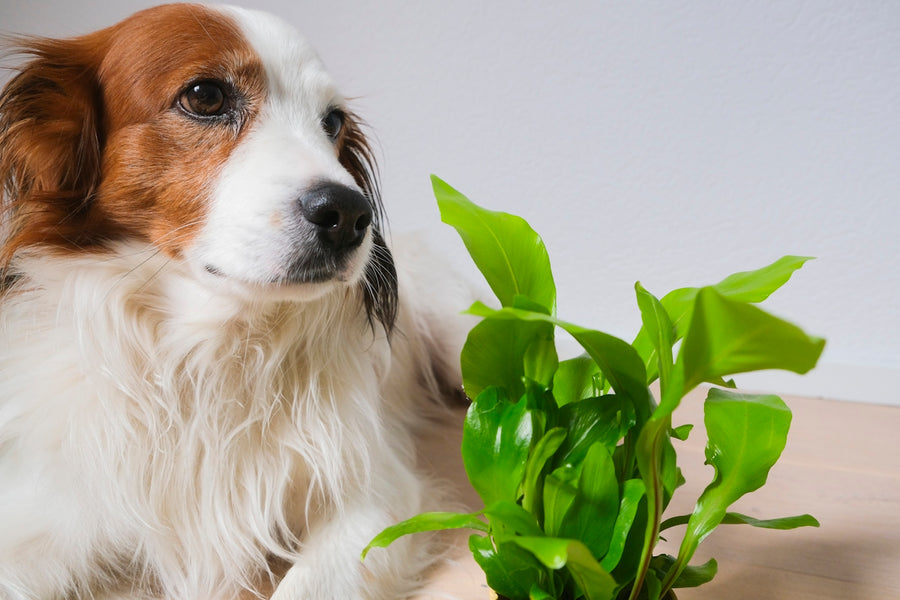 Comparing Natural Food Choices for Dogs: Mushrooms Make a Difference