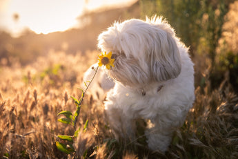 FAQs on Pet Safe Natural Flea Control Essential Guides for Owners
