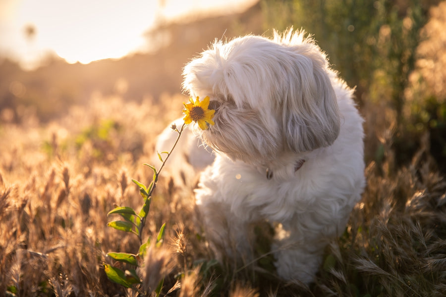 FAQs on Pet Safe Natural Flea Control Essential Guides for Owners