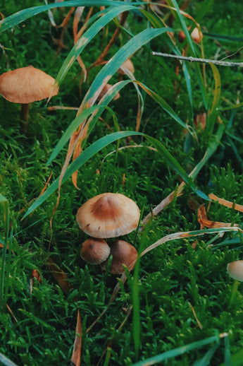 Adding Mushrooms to Your Dog’s Diet: Combining Nutrition with Flea Resistance Naturally