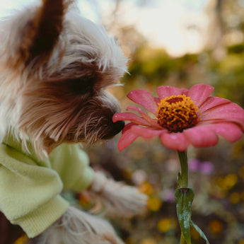 Exploring the Connection Between Botanical Pesticides and Pet Skin Health