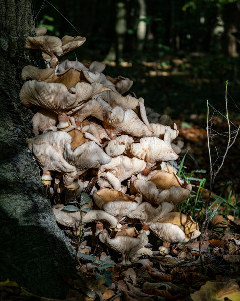 How Natural Foods Like Mushrooms Revolutionize Pet Flea Resistance