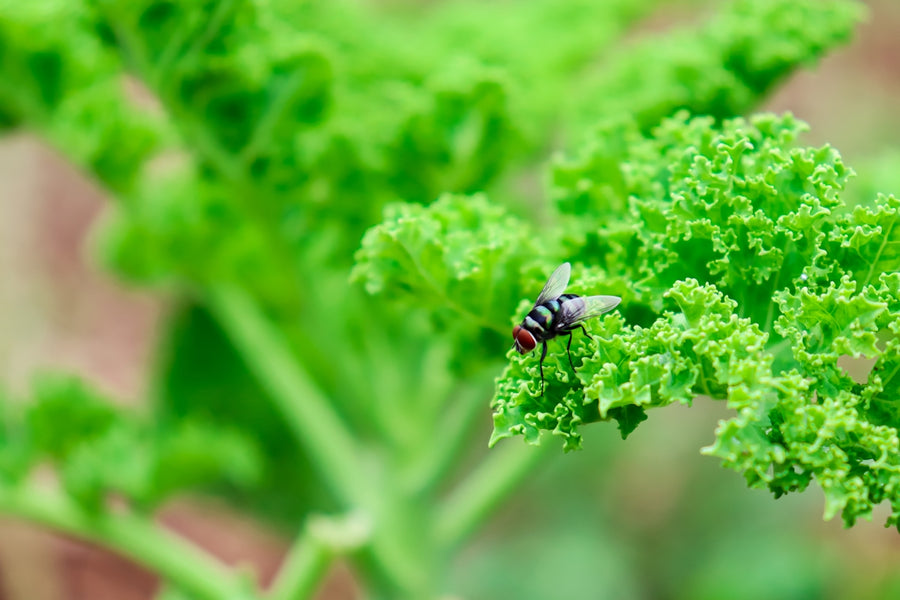 The Benefits of Botanical Pesticides for Pet and Environmental Health