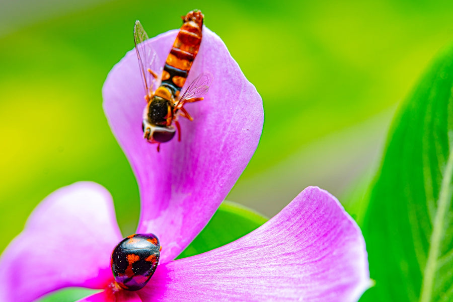 The Benefits of Natural Dog Food Featuring Mushroom Additives