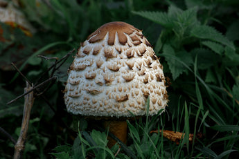 The Grazing Mushrooms: Introducing Nature's Offerings to Your Canine
