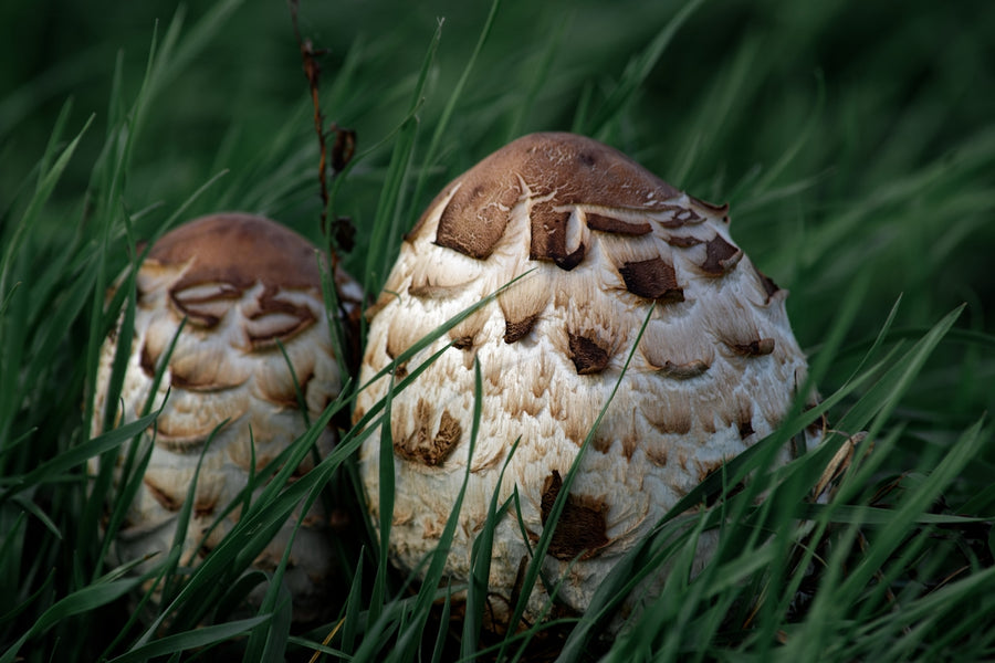 Exploring the Historical Use of Natural Ingredients in Pet Pesticides