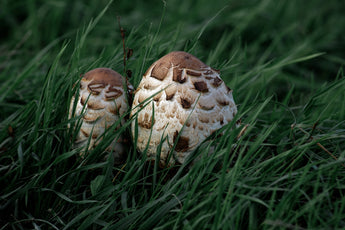 Protecting Pets from Fleas Naturally: A Mushroom Perspective for Better Skin