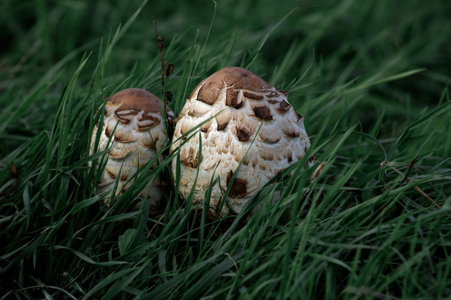 Protecting Pets from Fleas Naturally: A Mushroom Perspective for Better Skin
