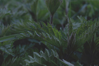 Natural Foods and Botanical Pesticides: A Path Toward Pet Wellness