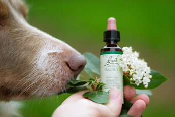 Building a Sustainable Pet Care Regimen with the Best Natural Practices