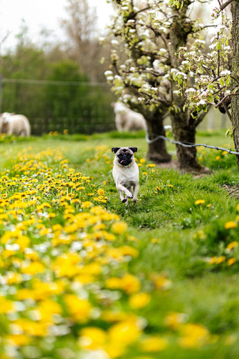 Best Practices for Using Essential Oils Safely as Pet-friendly Pesticides