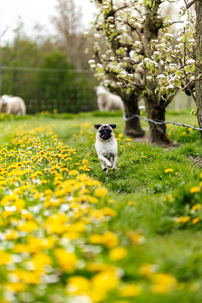Best Practices for Using Essential Oils Safely as Pet-friendly Pesticides