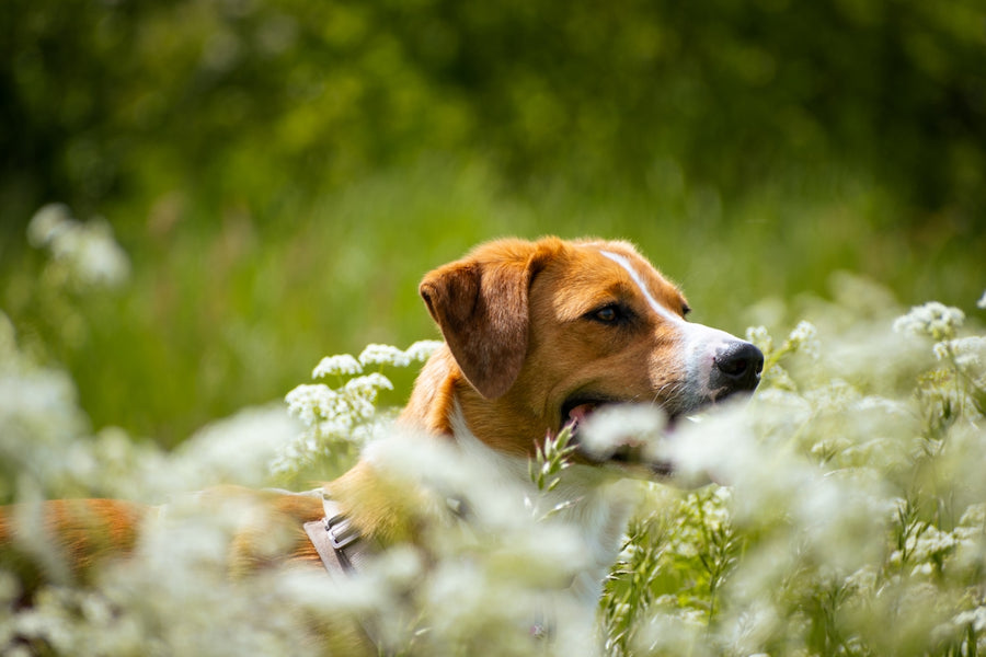 Reintegrating Mushrooms and Essential Oils in Your Pet's Natural Diet