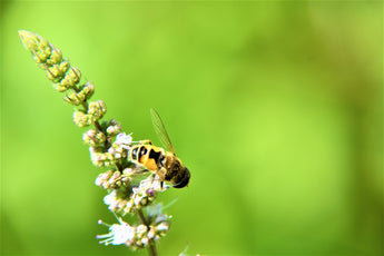 How Mushrooms Can Be a Vital Part of Your Dog's Diet
