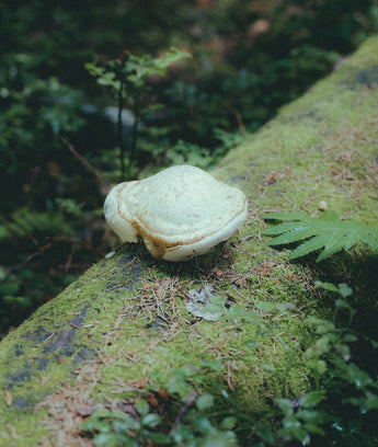 Sustainable Solutions: How Botanical Alternatives Ensure Pet Safety