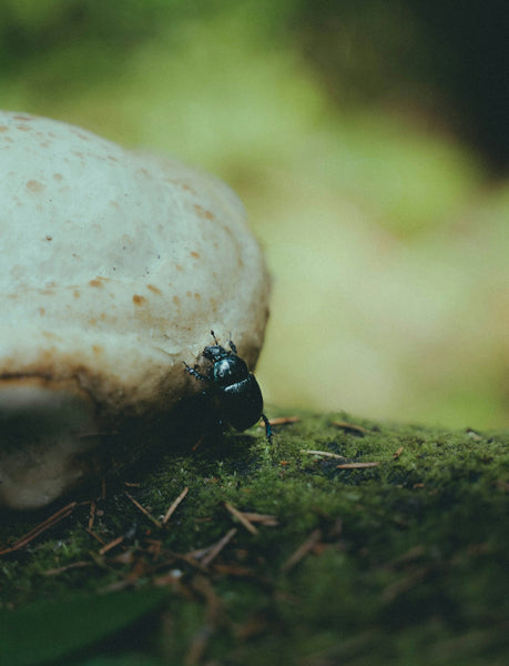 The Rise of Eco-Friendly Solutions in Pet Flea Management