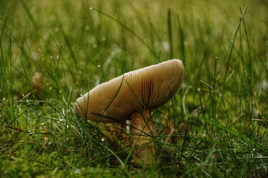 Unveiling The Bites: Fungi and Floral Ecosystems for Pet Serenity