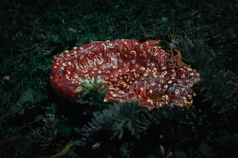 Natural Foods for Dogs: The Role of Mushrooms in Pet Health Sustainability