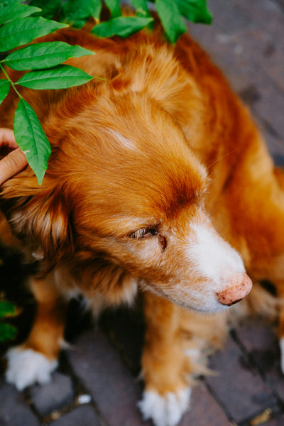 Sustainability in Pet Care: A Guide to Natural Flea and Tick Control