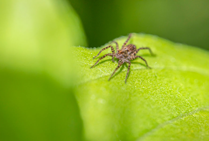 Essential Oils and Botanical Choices: Balancing Pet Health and Environmental Impact