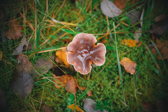 The Benefits of Mushrooms and Herbs: A Path to Eco-minded Pet Care