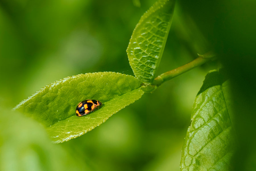 Equipping Eco-friendly Pet Owners with Botanical Pest Management Tools