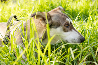 Natural Ingredients for Happier Pets Flea and Tick Control Insights
