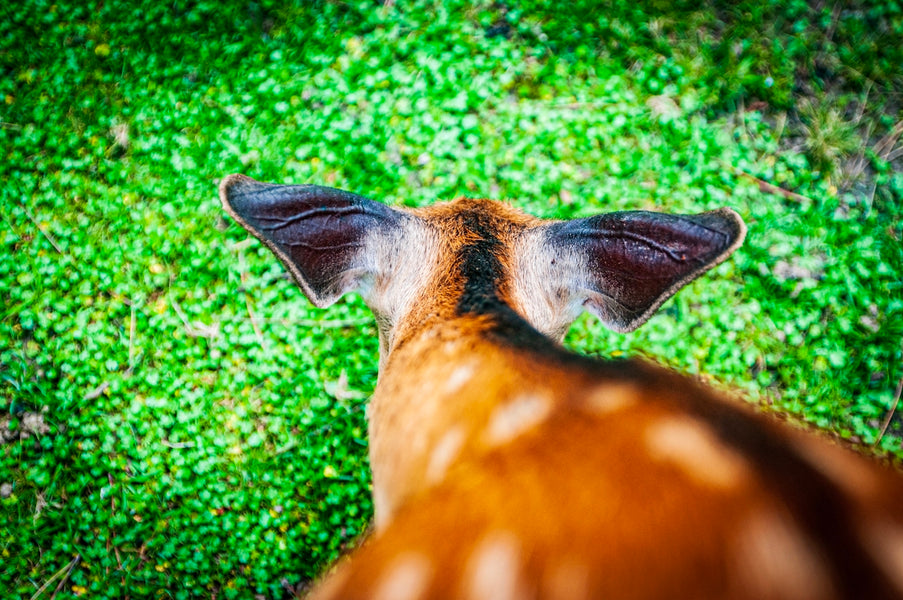 Persuading Pet Owners to Switch to Botanical Pesticides