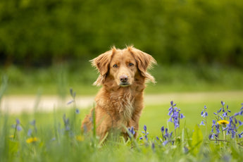 Addressing Itchy Skin in Pets with the Power of Essential Oils