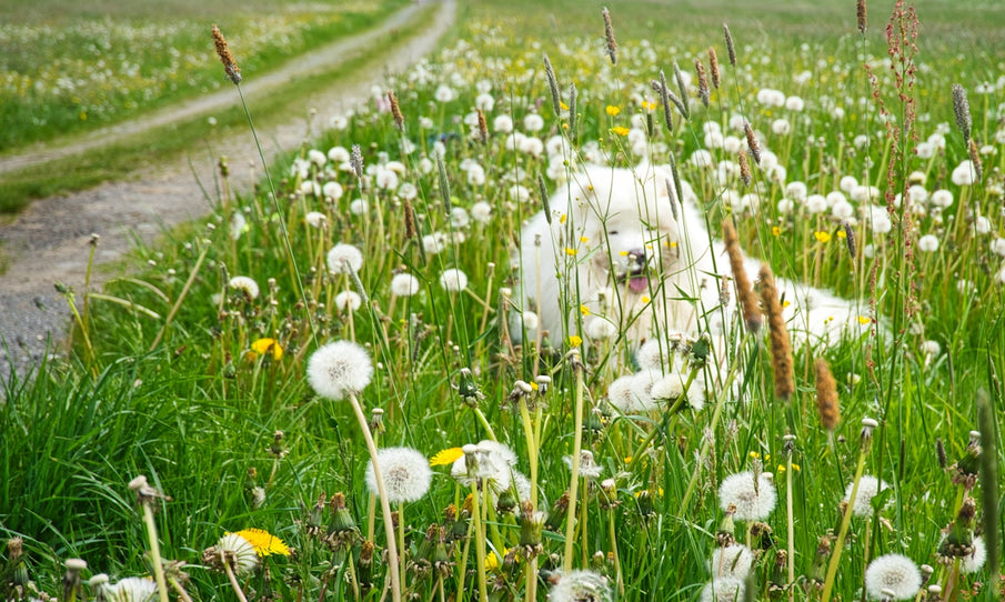 Understanding the Link Between Eco-friendly Pet Care and Itchy Skin Relief