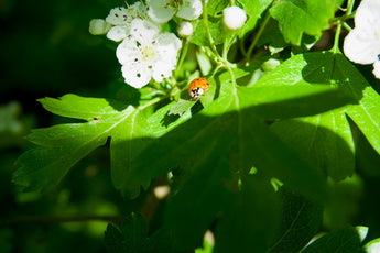 Addressing Itchy Skin in Pets with Secure Natural Methods
