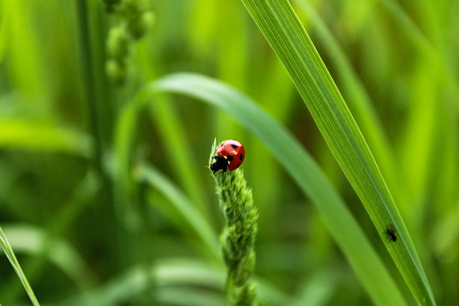 Wholesome Healing: Botanical Ingredients for Pet Health and Protection