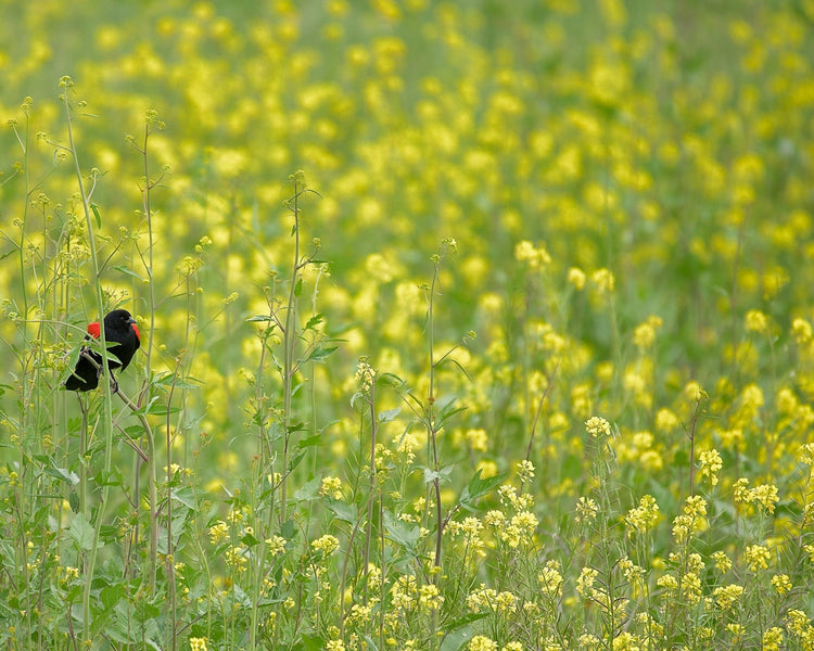 A Complete Guide to Using Natural Ingredients for Flea and Tick Management