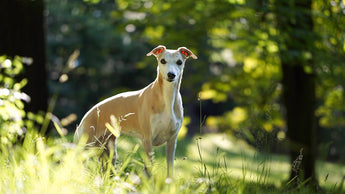 Understanding the Benefits of Eco-Safe Pesticides for Itchy-skinned Pets