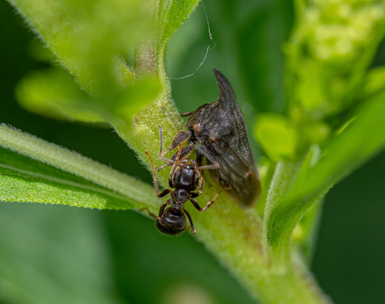 Discover the Top Essential Oils at the Heart of Effective Botanical Pesticides and Topical Care