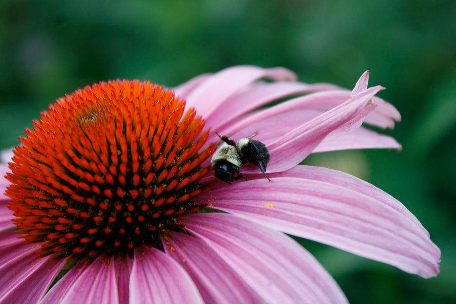 Tackling Pet Itchy Skin: Explore Sustainable and Natural Remedies