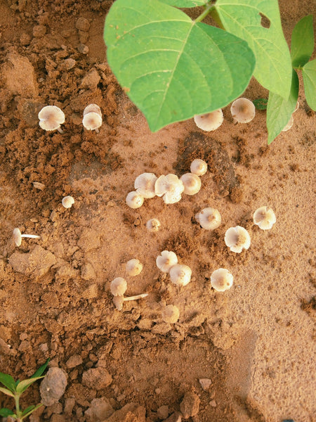 The Rise of Botanical Pesticides: An Eco-Friendly Path to Flea and Tick Control