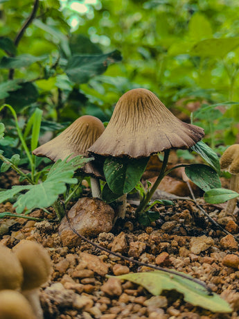 Essential Oils and Sustainability: Partners in Natural Flea and Tick Prevention
