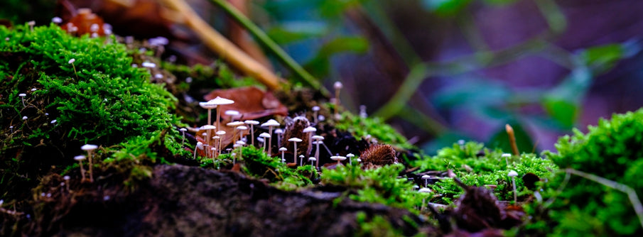 Mushrooms for Pets: An Eco-Friendly Nutritional Powerhouse
