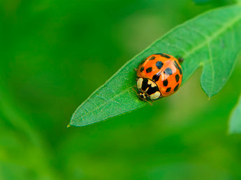 Botanical and Natural Food Ingredients for Healthier Pet Skin and Immune Support