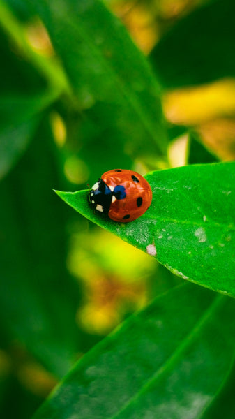 Pet Safe Essential Oils for Managing Itchy Skin Effectively