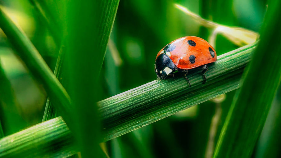 Protecting Pets and Promoting Sustainability with Natural Products