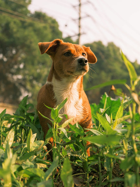 Eco-friendly Solutions for Itchy-Skin in Pets through Natural Pesticides