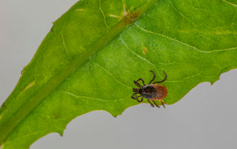Preventing Skin Irritation in Pets Through Nature-Inspired Strategies