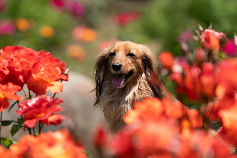 Step-by-step Guide: Using Essential Oils to Combat Fleas Naturally