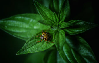 How Botanical Pesticides Support Sustainable Canine Health