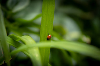 Why Natural Foods Are Key for Managing Tick-related Itchy Skin in Dogs